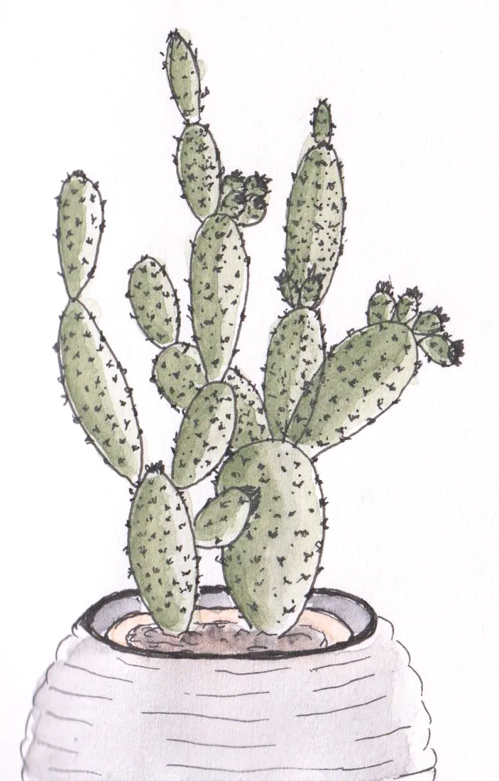 Zeichnung eines Kaktus in einem gerillten Topf