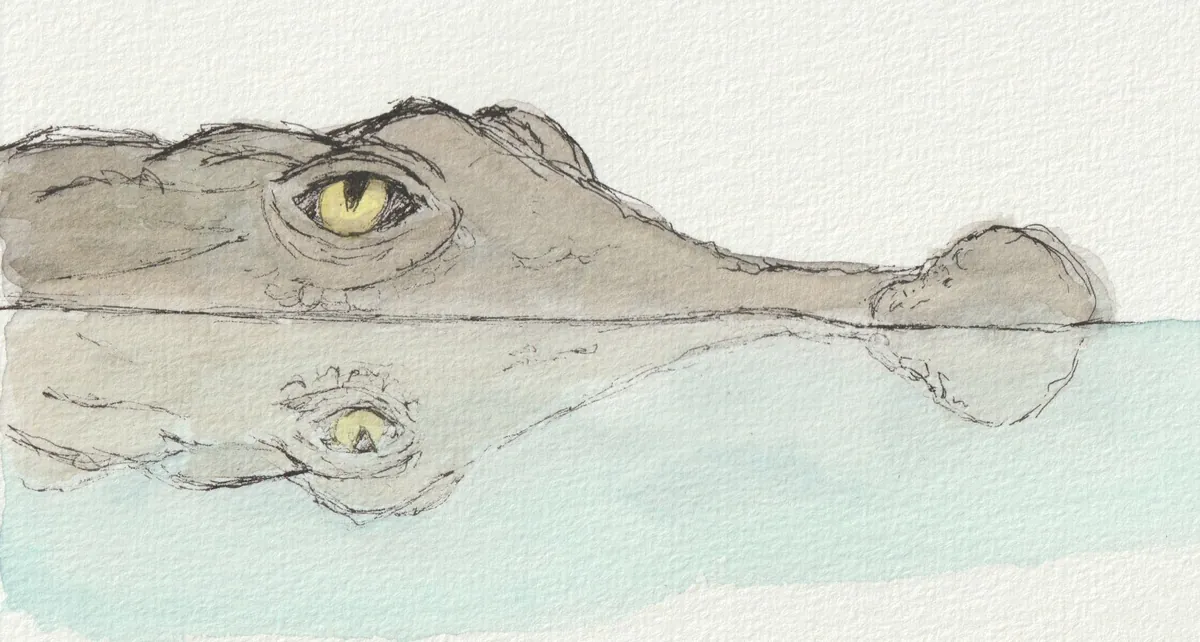 Aquarell eines Krokodils an der Wasseroberfl&auml;che