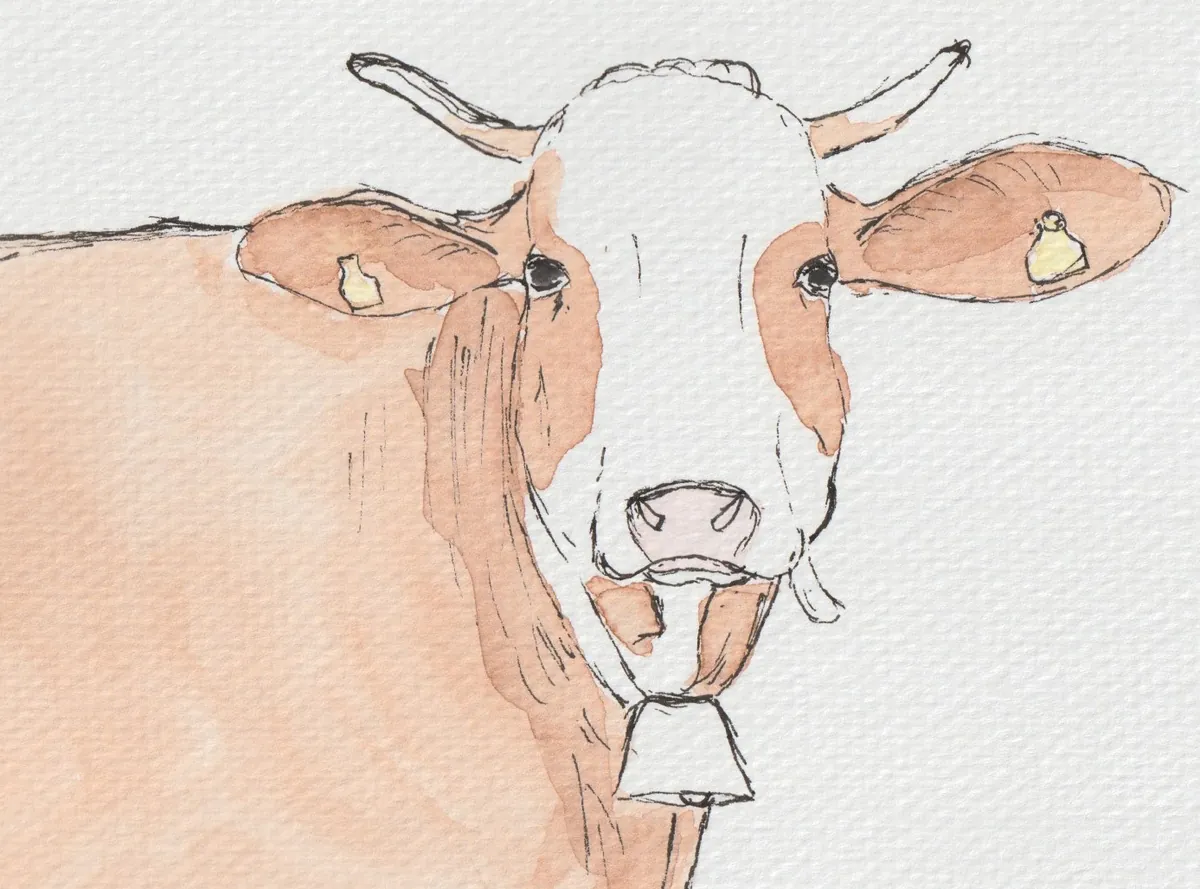 Aquarell einer Kuh mit Glocke von vorne