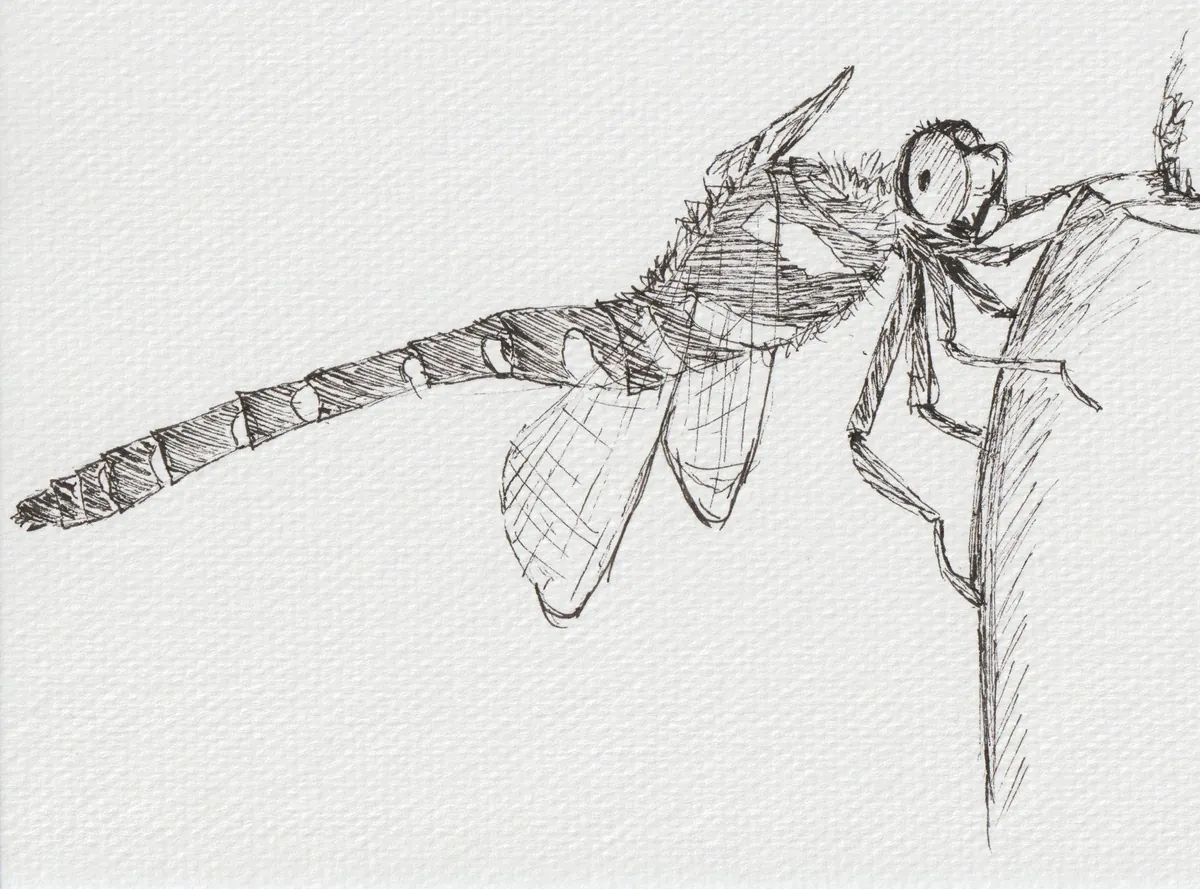 Fineliner-Zeichnung einer Libelle auf einem Halm